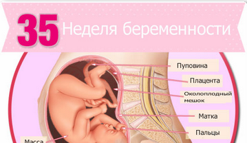узи 35 недель беременности узи