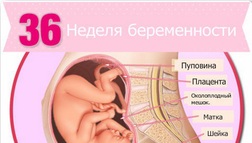 узи на 36 неделе беременности