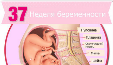 узи на 37 неделе беременности