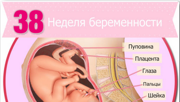 узи на 38 неделе беременности
