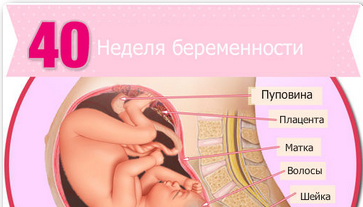 узи на 40 неделе беременности