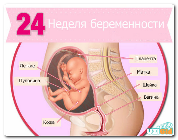 узи на 24 неделе беременности