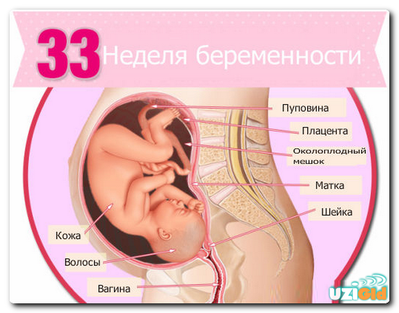 узи на 33 неделе беременности