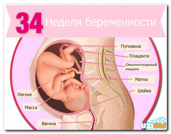 узи на 34 неделе беременности