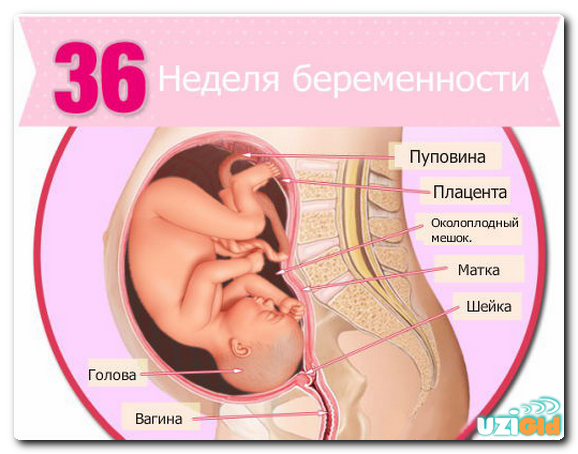 узи на 36 неделе беременности