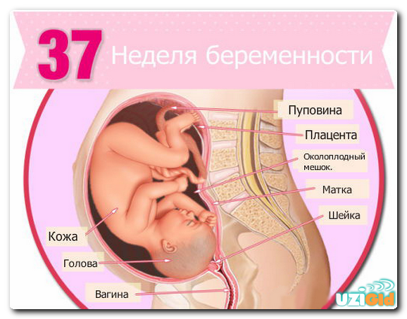 узи на 37 неделе беременности
