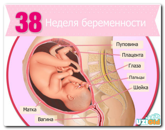 узи на 38 неделе беременности