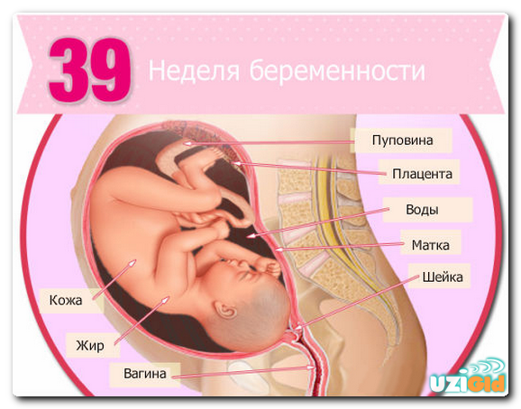 узи на 39 неделе беременности