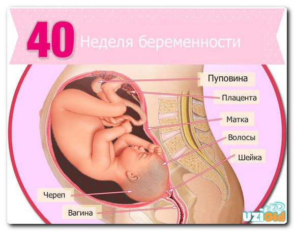 узи на 40 неделе беременности