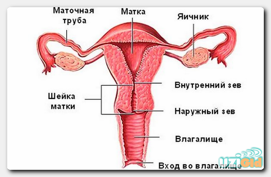 Размеры матки по УЗИ норма